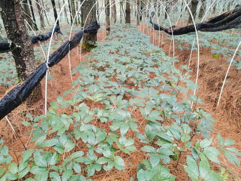 正品林下三七无农残仿野生种植高品质
