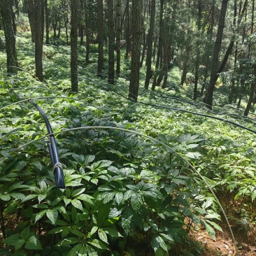 正品林下三七无农残仿野生种植高品质