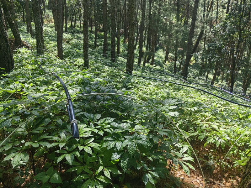 正品林下三七无农残仿野生种植高品质