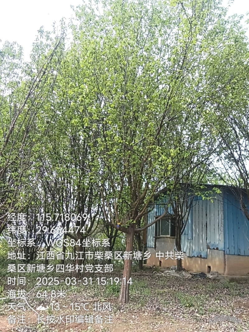 大量出售木瓜海棠，榉树，垂丝海棠，紫薇树，银杏树，红叶李