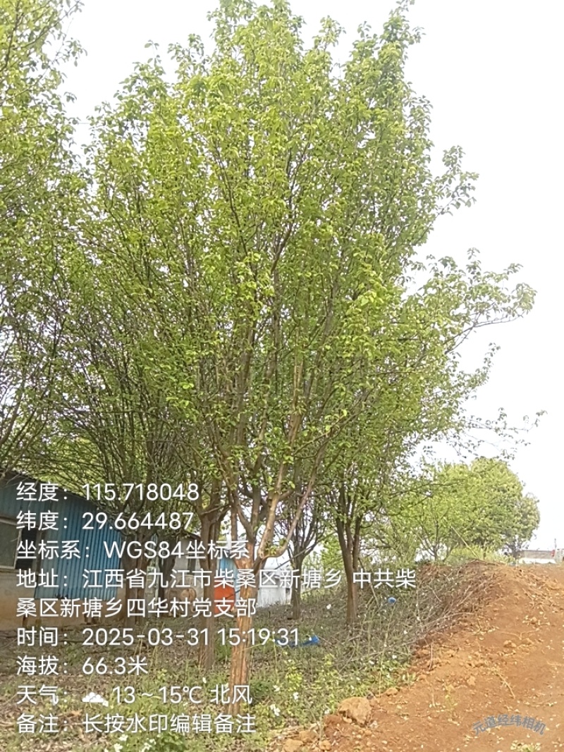 大量出售木瓜海棠，榉树，垂丝海棠，紫薇树，银杏树，红叶李
