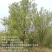 大量出售木瓜海棠,榉树,垂丝海棠,紫薇树,银杏树,红叶李