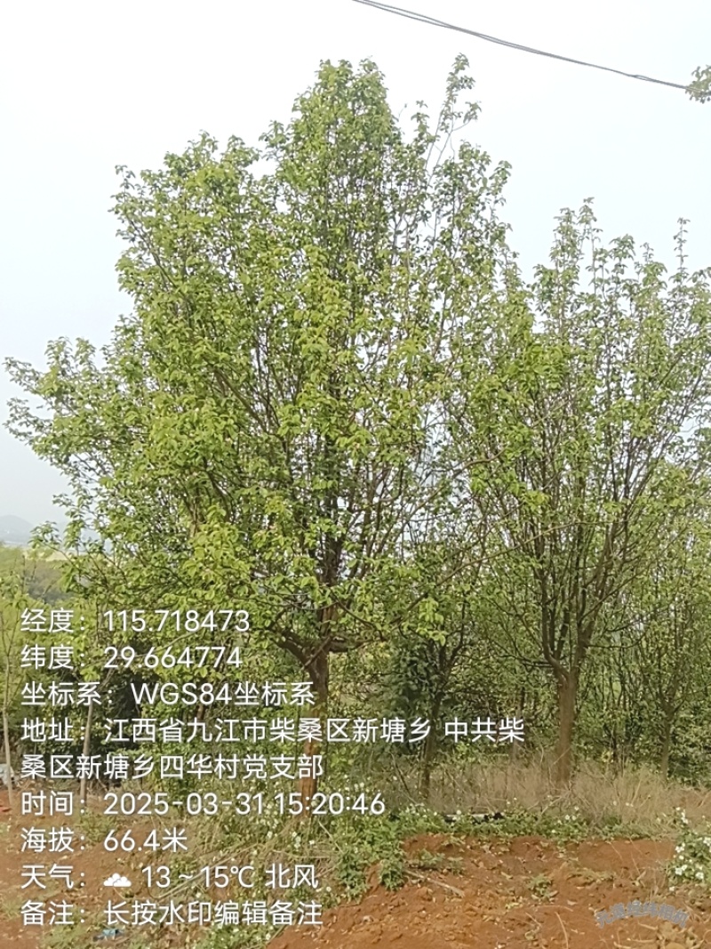 大量出售木瓜海棠，榉树，垂丝海棠，紫薇树，银杏树，红叶李
