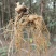 正品林下三七无农残仿野生种植高品质