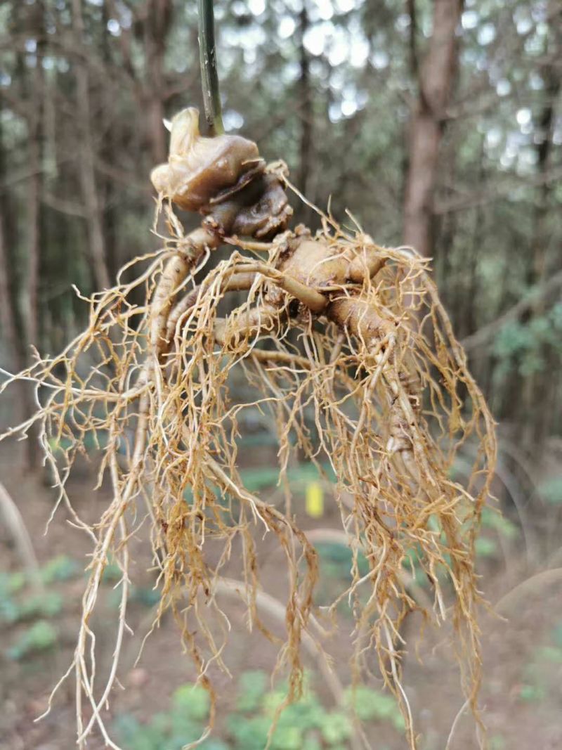 正品林下三七无农残仿野生种植高品质