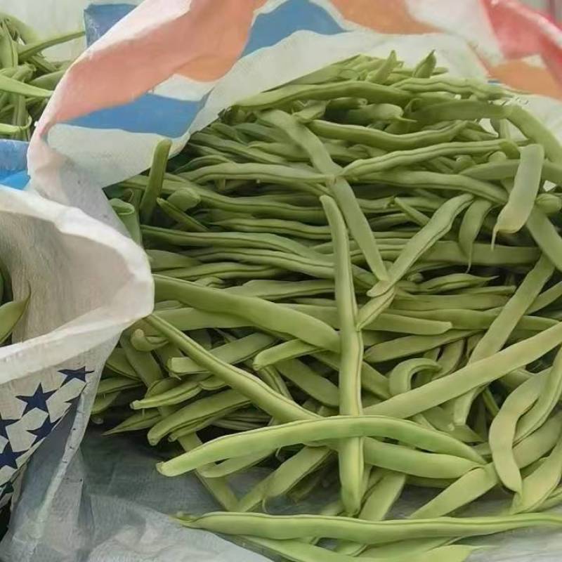 山东芸豆白豆11粒白不老产地一手货源量大从优全国发