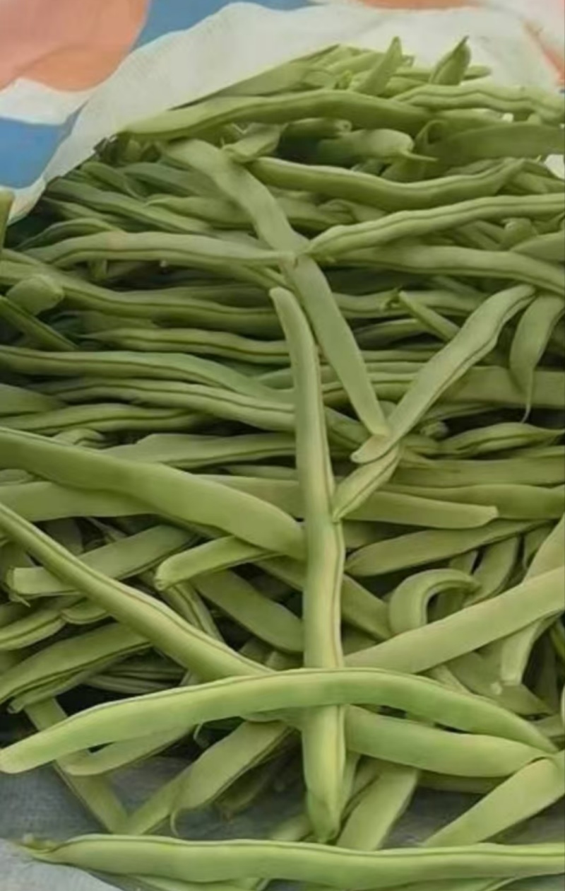 山东芸豆白豆11粒白不老产地一手货源量大从优全国发