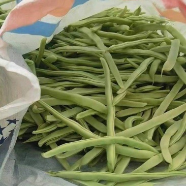 山东芸豆白豆11粒白不老产地一手货源量大从优全国发
