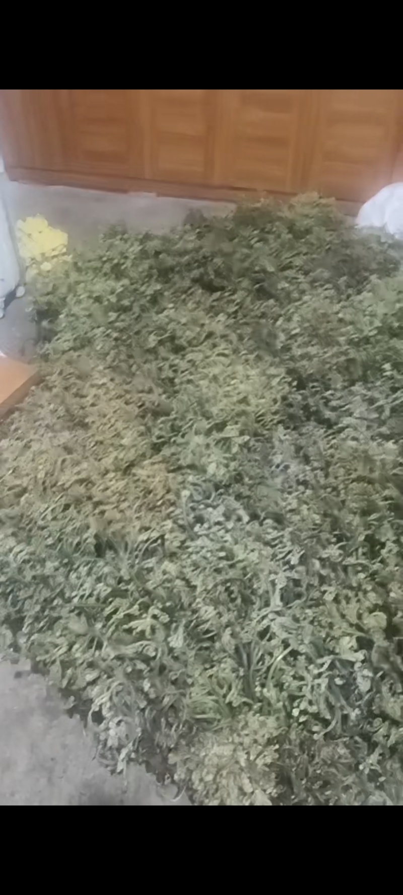 四川凉山野生蕨菜一手货源产地直发，保质保量欢迎咨询