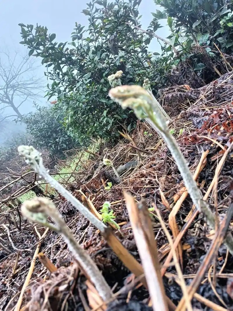 四川凉山野生蕨菜一手货源产地直发，保质保量欢迎咨询