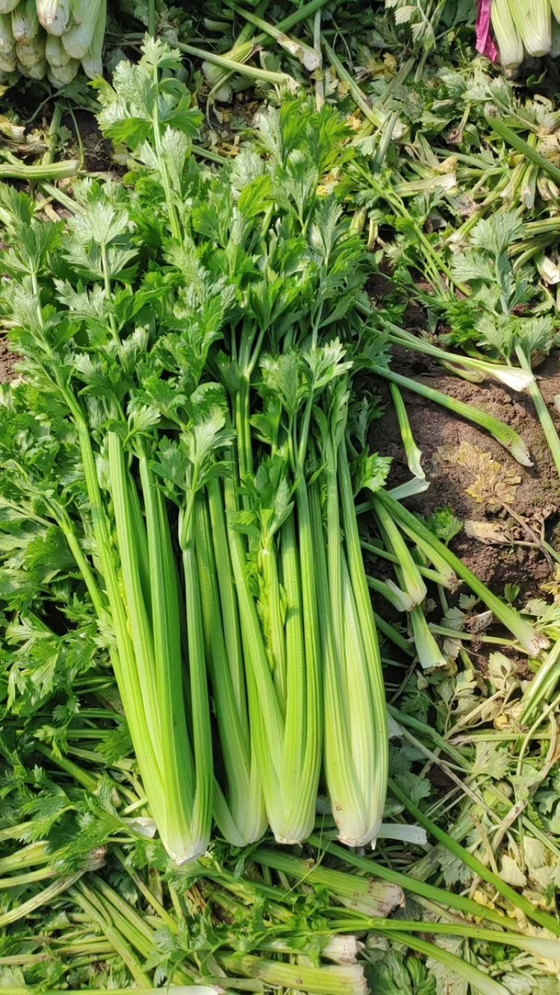 带叶子芹菜诚信经营，质量保证，欢迎来电咨询