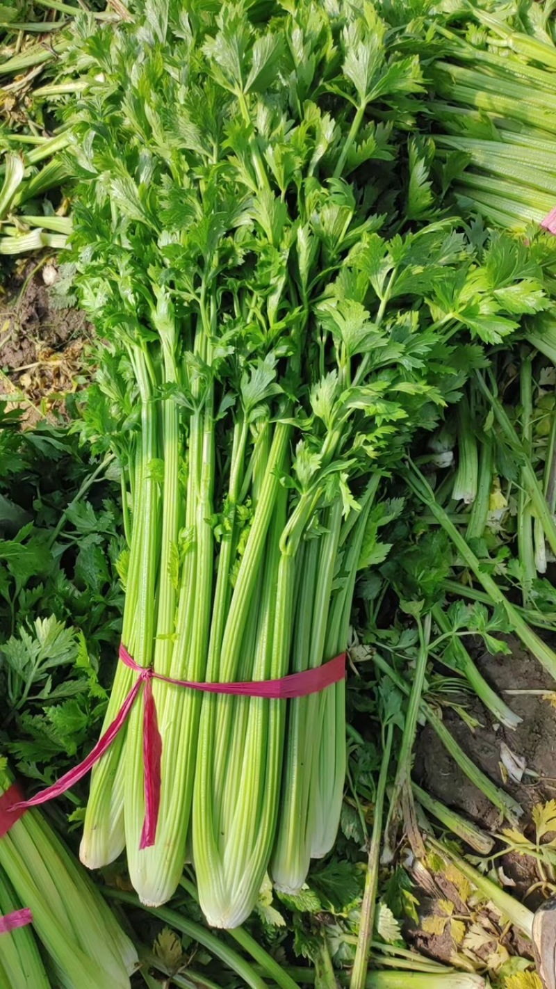 带叶子芹菜诚信经营，质量保证，欢迎来电咨询