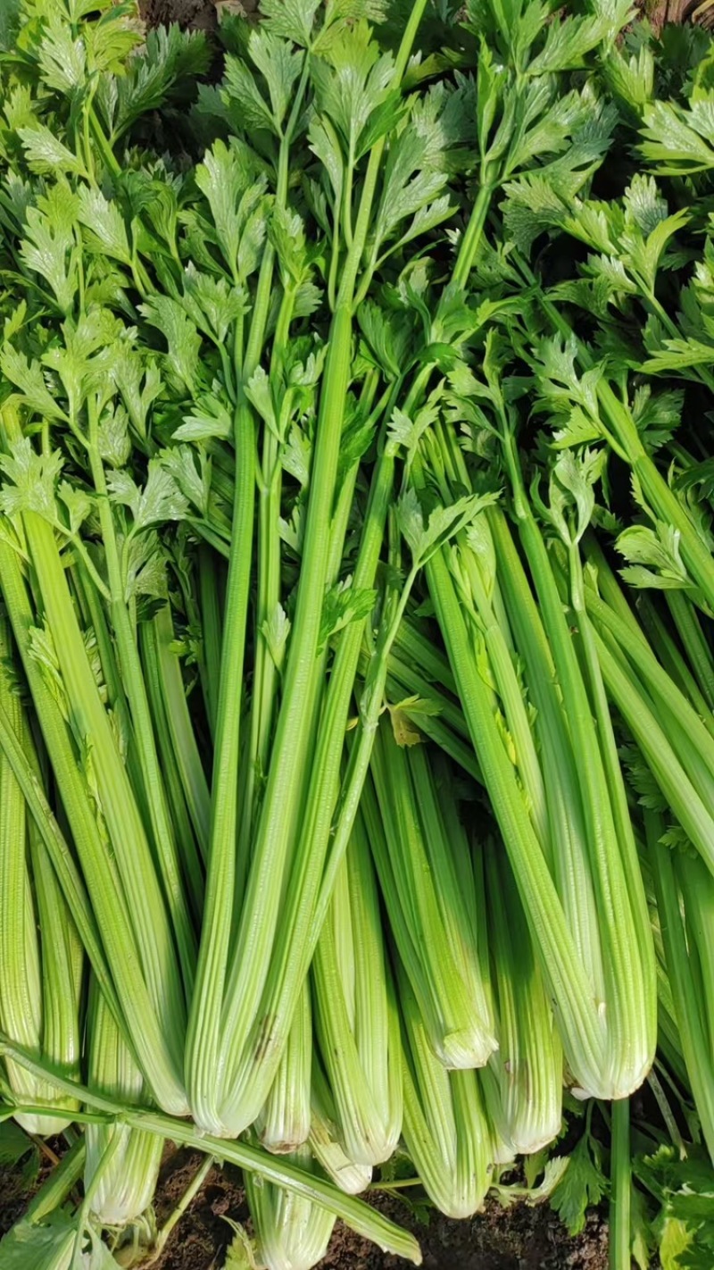 带叶子芹菜诚信经营，质量保证，欢迎来电咨询