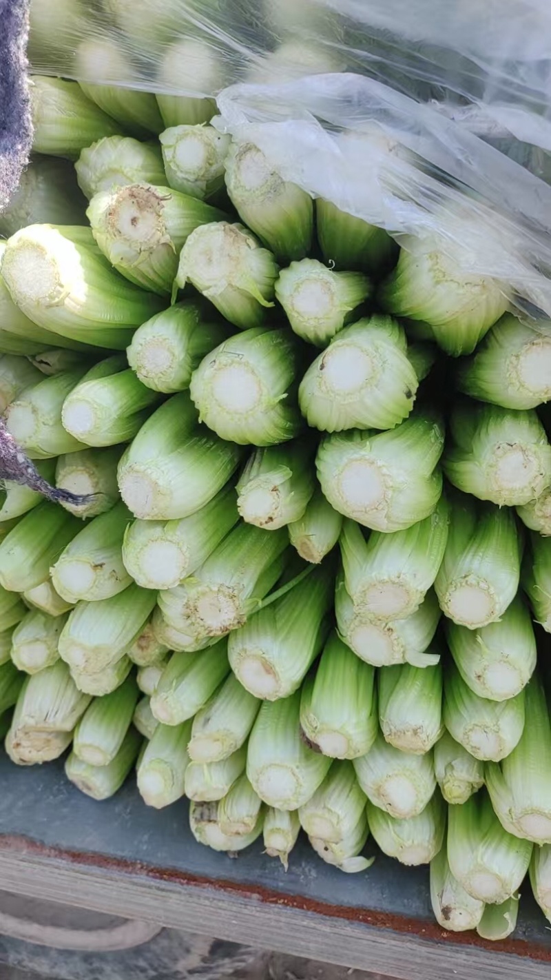 带叶子芹菜诚信经营，质量保证，欢迎来电咨询