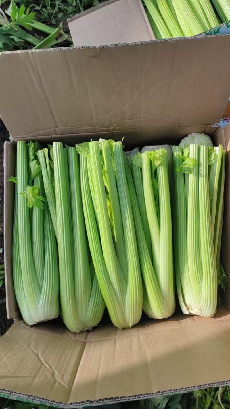 精品西芹支持，视频看货，可发往全国市场