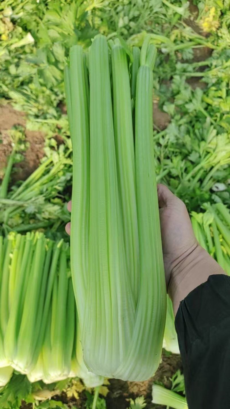 精品西芹支持，视频看货，可发往全国市场