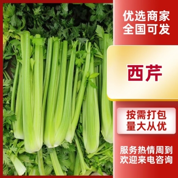 精品西芹支持，视频看货，可发往全国市场