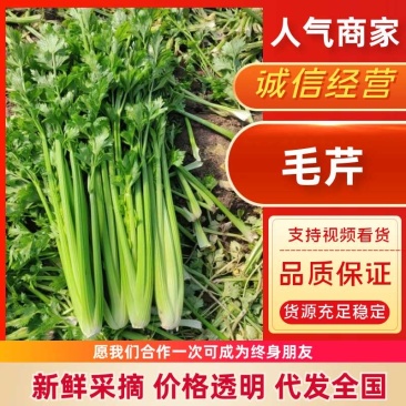 带叶子芹菜诚信经营，质量保证，欢迎来电咨询