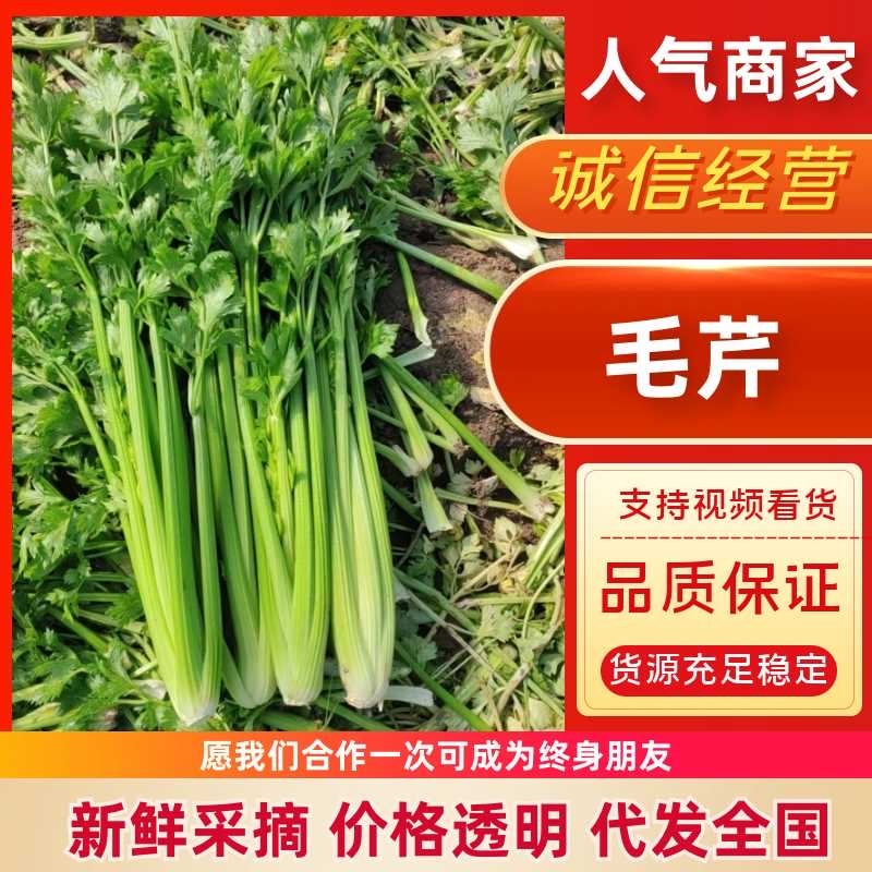带叶子芹菜诚信经营，质量保证，欢迎来电咨询