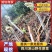 四川凉山野生蕨菜一手货源保质保量，可视频看货欢迎咨询