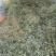 四川凉山野生蕨菜一手货源保质保量，可视频看货欢迎咨询