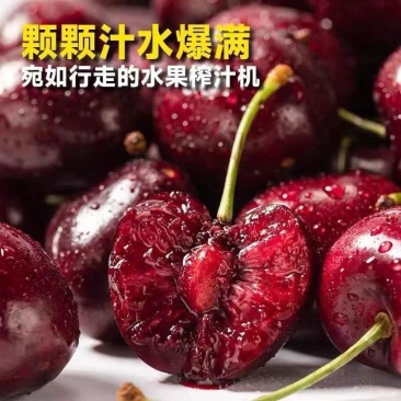 【优质礼盒装】山东樱桃美早樱桃-产地直发-价格优惠-支持看货