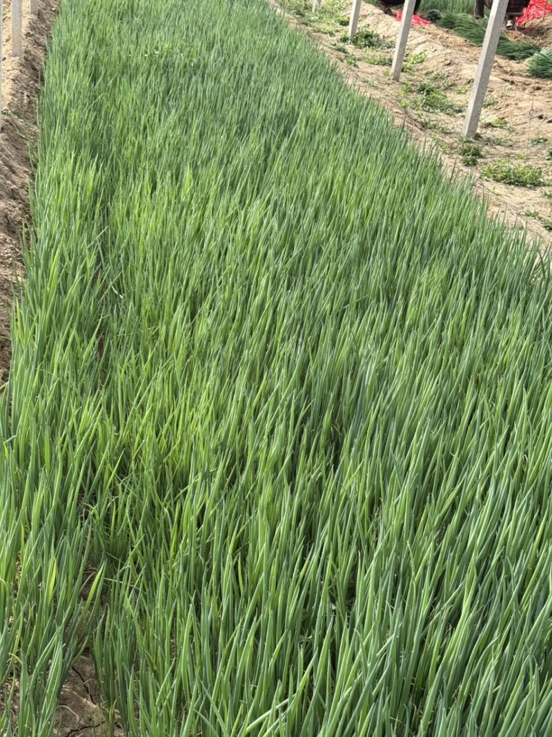 精品葱苗，长白葱苗钢葱苗大田种植基地直供大量有货