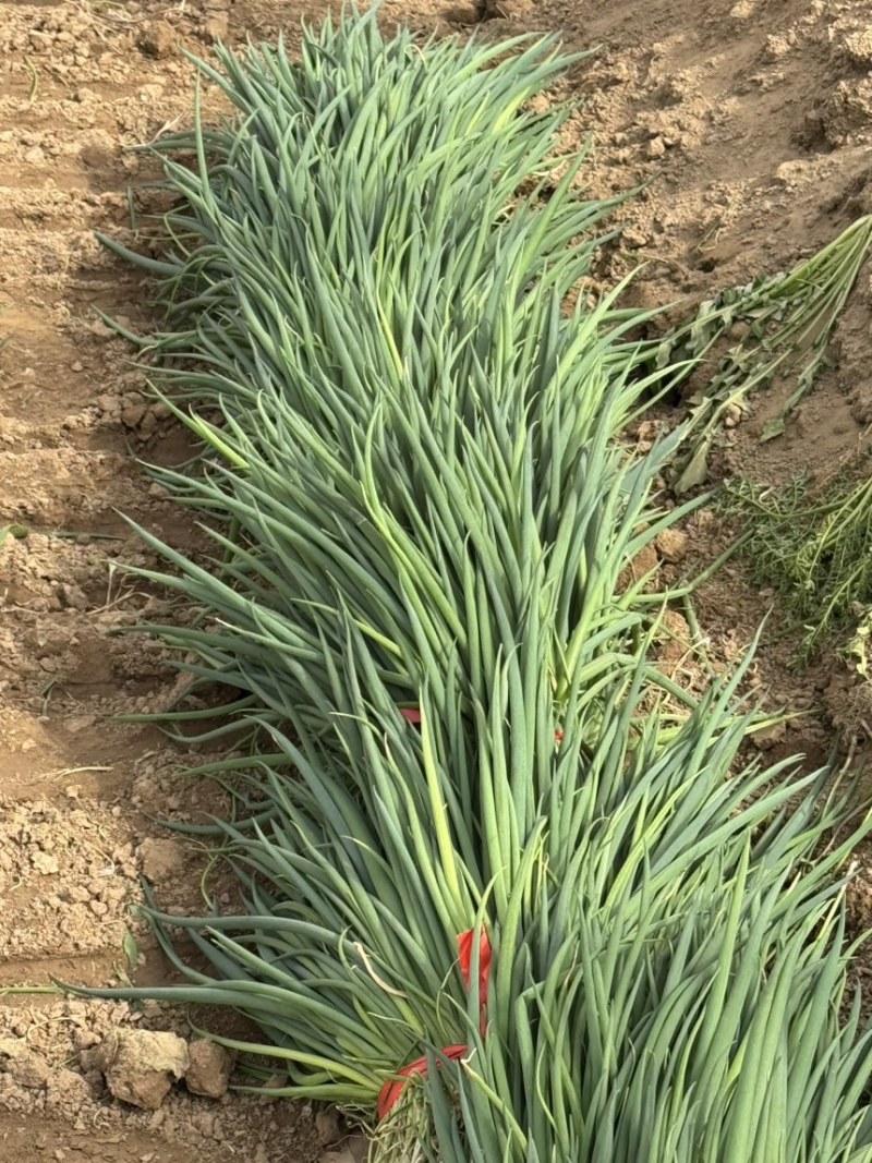 精品葱苗，长白葱苗钢葱苗大田种植基地直供大量有货