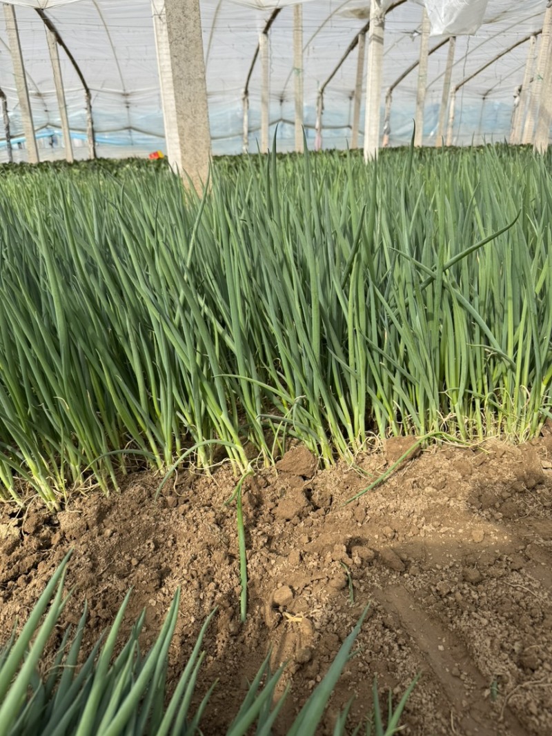 精品葱苗，长白葱苗钢葱苗大田种植基地直供大量有货