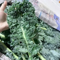 羽衣甘蓝
