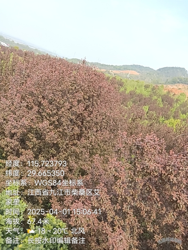 榉树