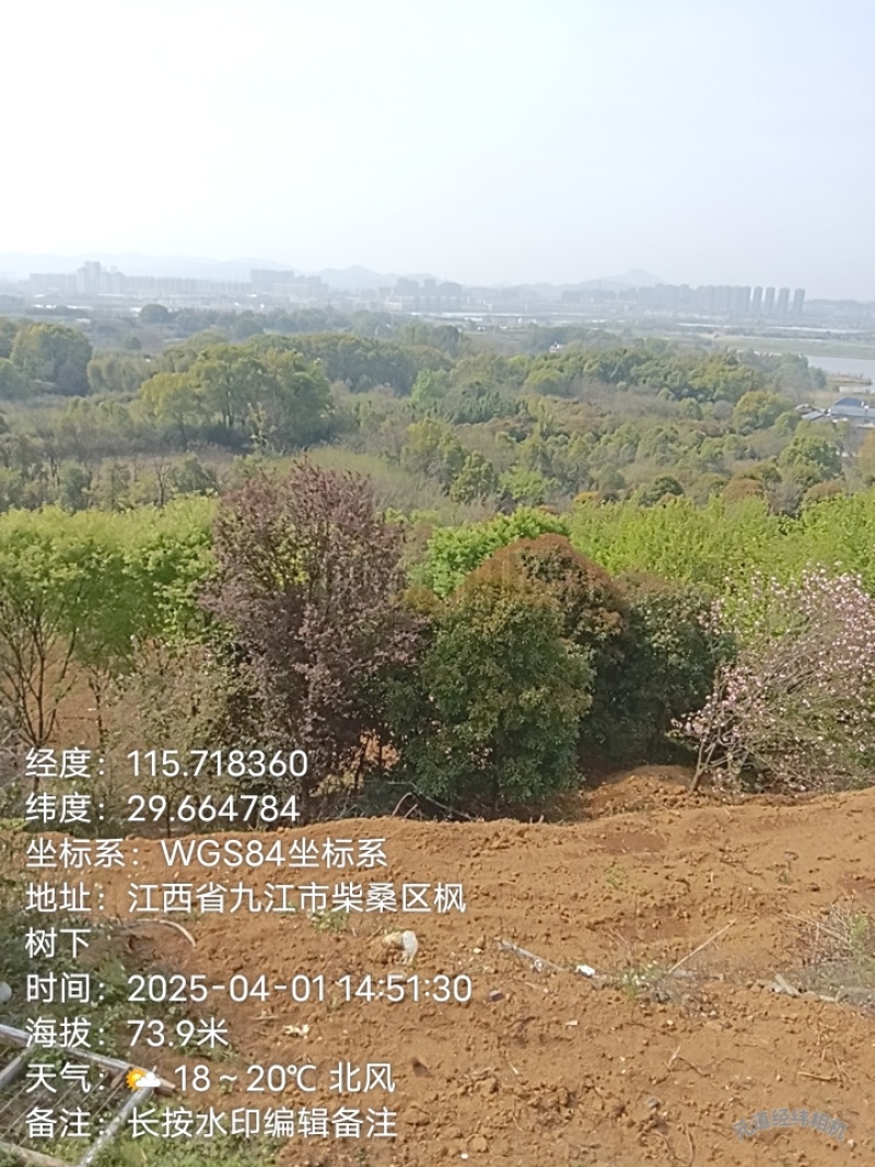 榉树