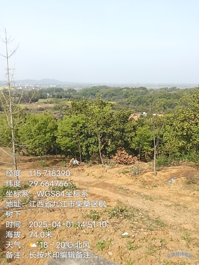 榉树