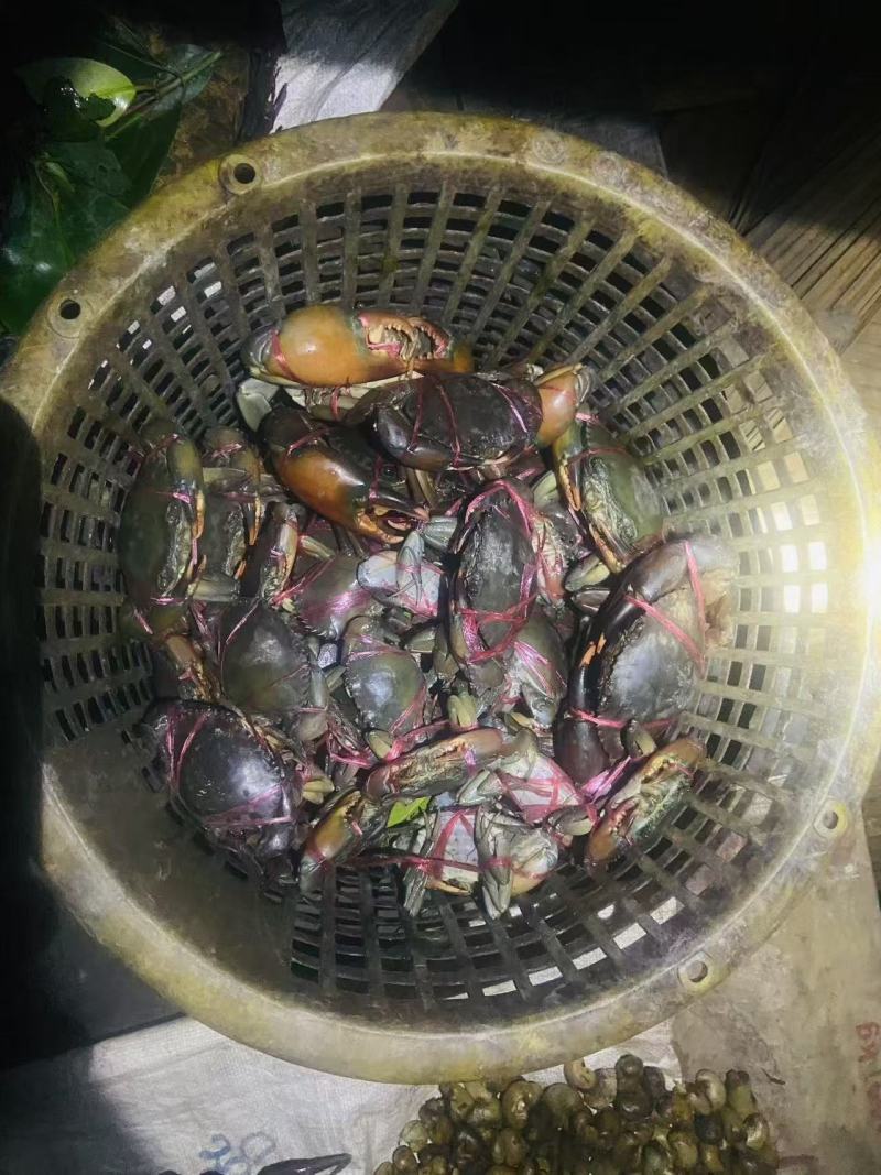 野生膏蟹，个头5-8两，有量优先。