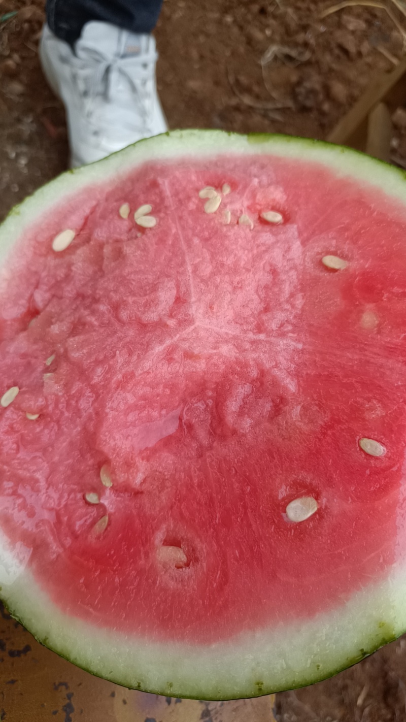 云南蒙自美都无籽麒麟瓜一手货源场地直发。大量上市