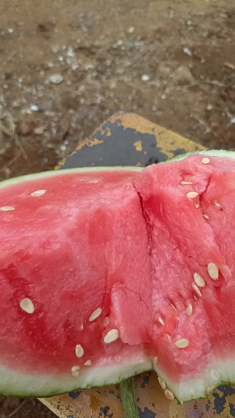 云南蒙自美都无籽麒麟瓜一手货源场地直发。大量上市