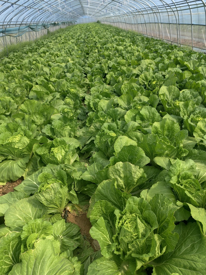 河南黄心大白菜大量上市，产地直发，支持视频看货，货发全国