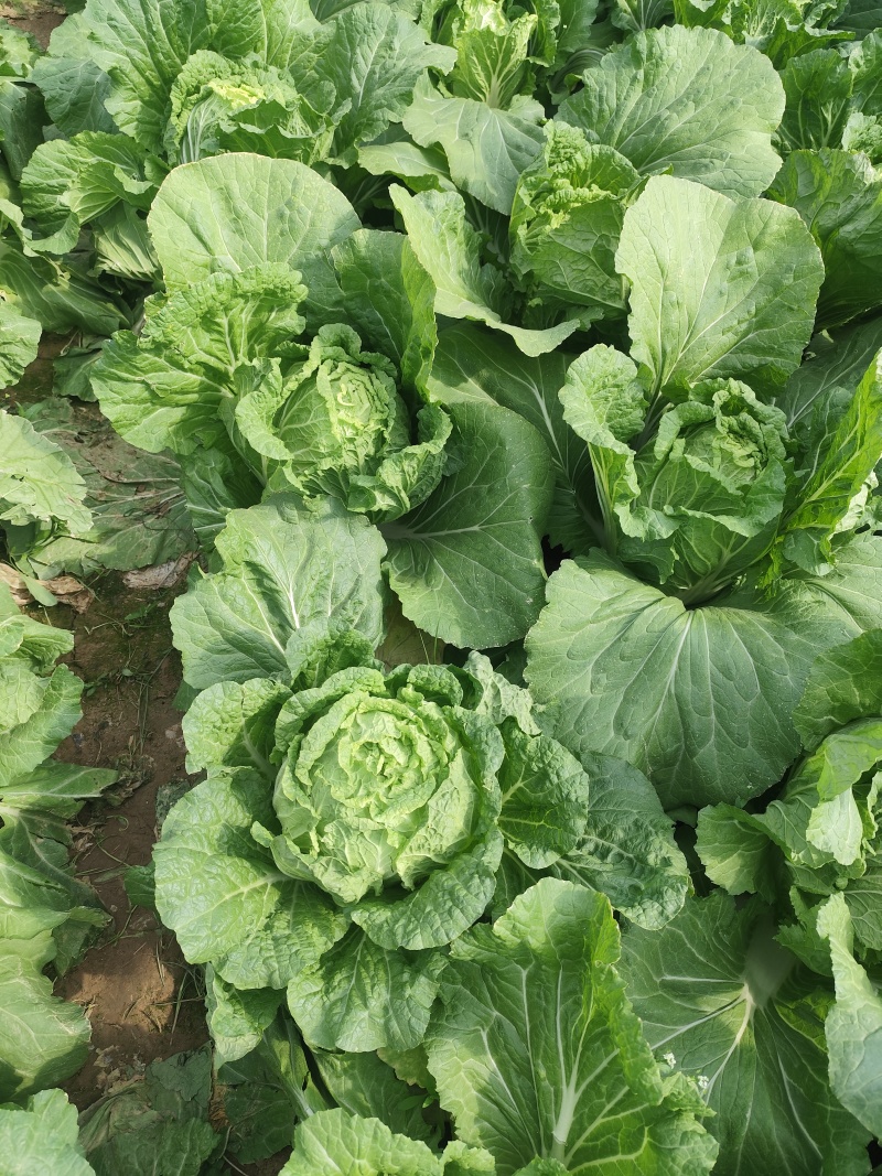 河南黄心大白菜大量上市，产地直发，支持视频看货，货发全国