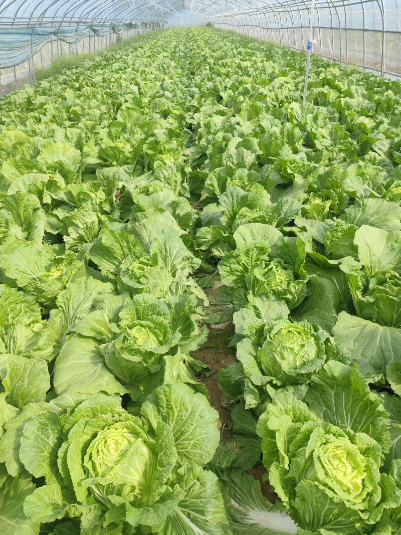 河南黄心大白菜大量上市，产地直发，支持视频看货，货发全国
