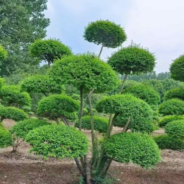 小叶女贞造型树
