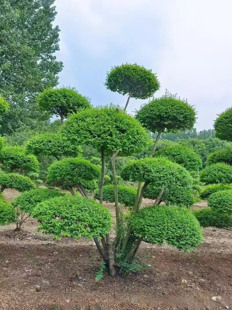 小叶女贞造型树