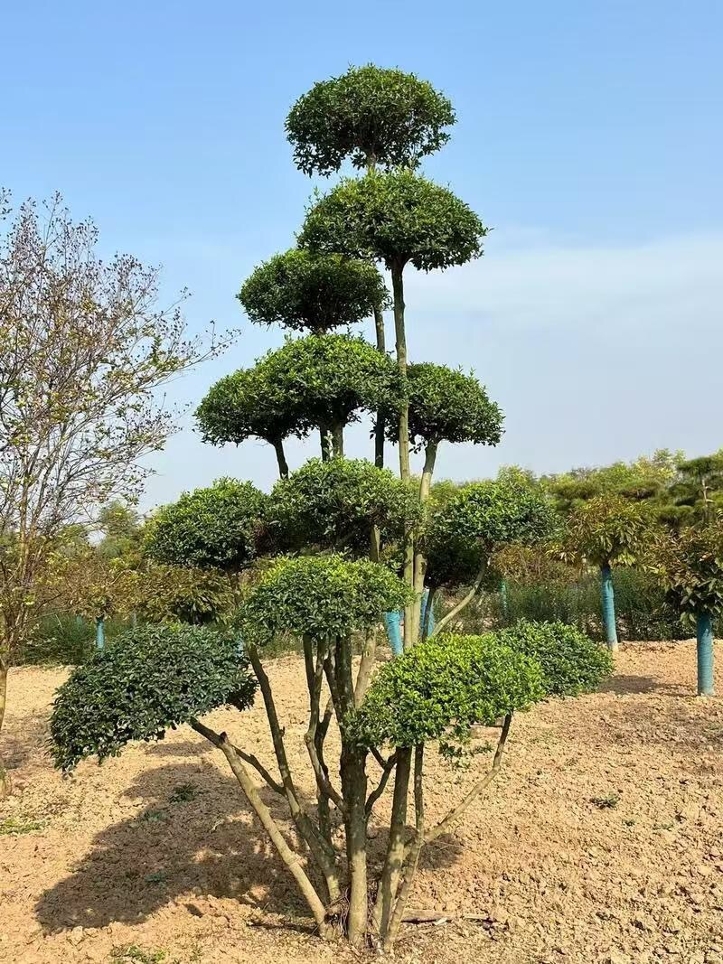 小叶女贞造型树