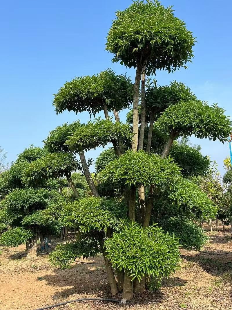 小叶女贞造型树