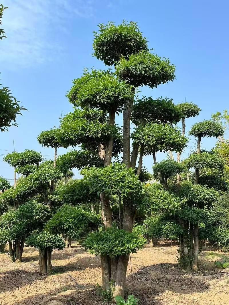小叶女贞造型树