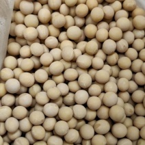 黑河大豆蛋白40以上大量有货