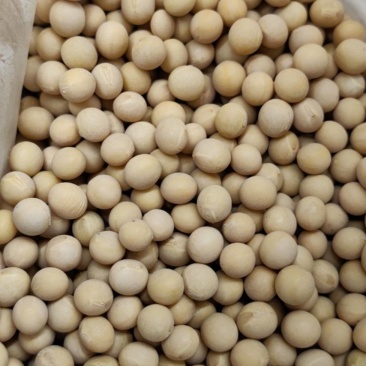 黑河大豆蛋白40以上大量有货