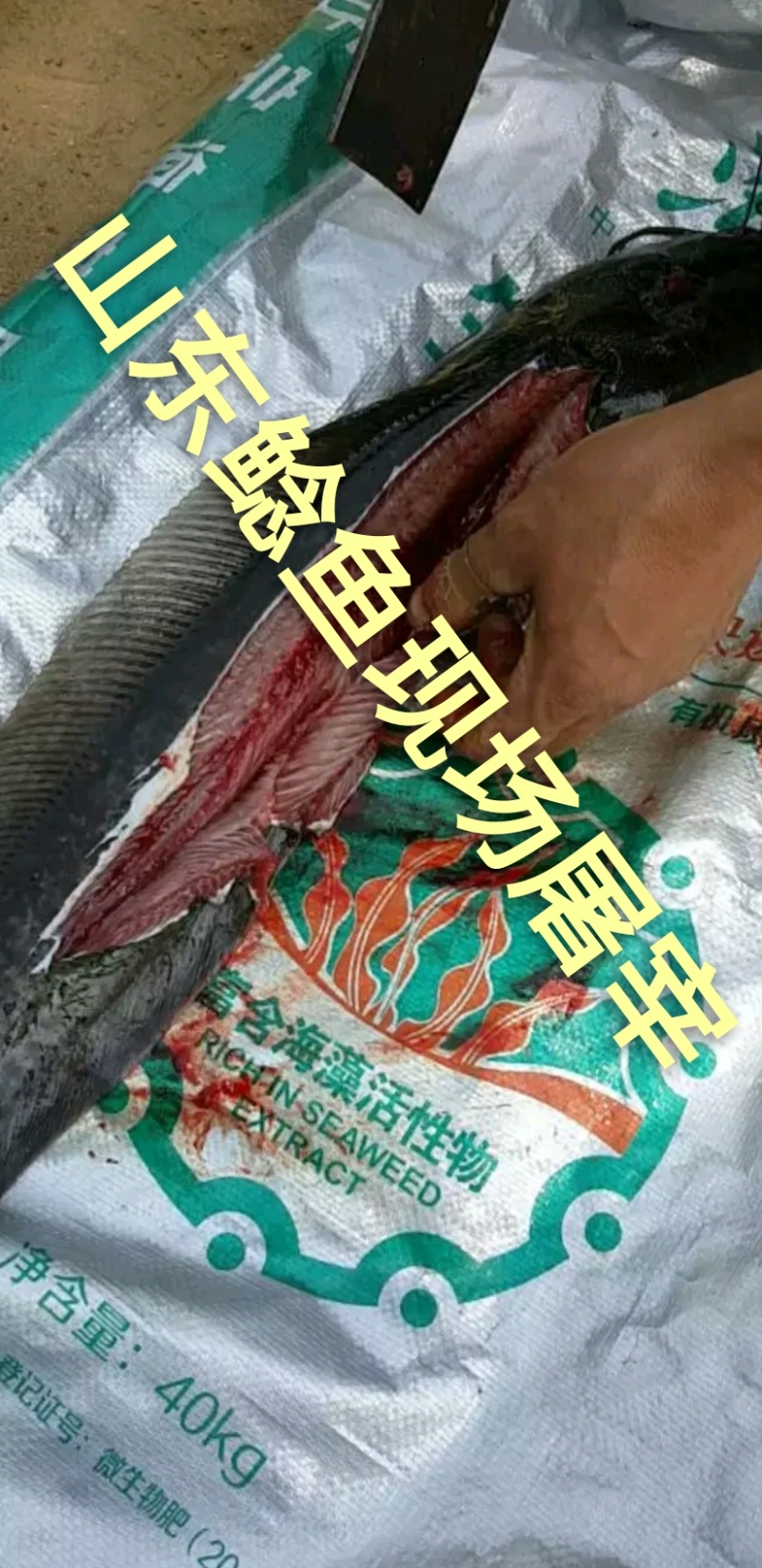 八须胡子鲶鱼常年出售肉质鲜美
