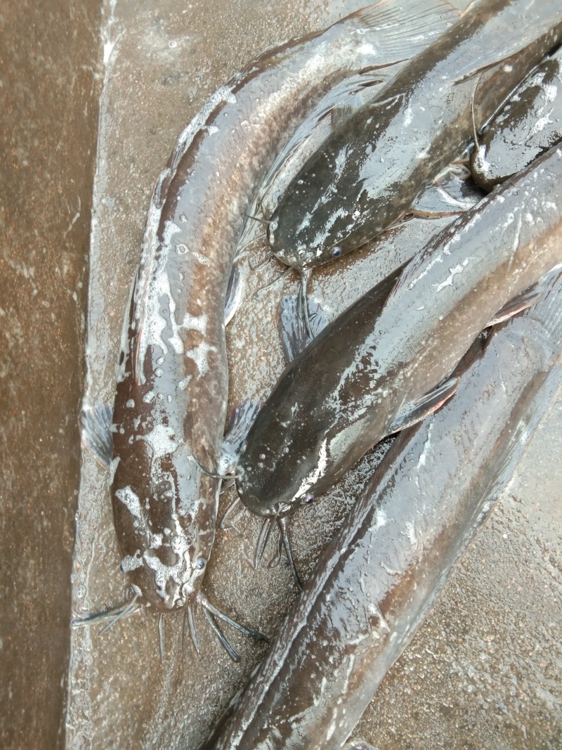 八须胡子鲶鱼常年出售肉质鲜美