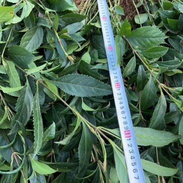 籽育草珊瑚苗