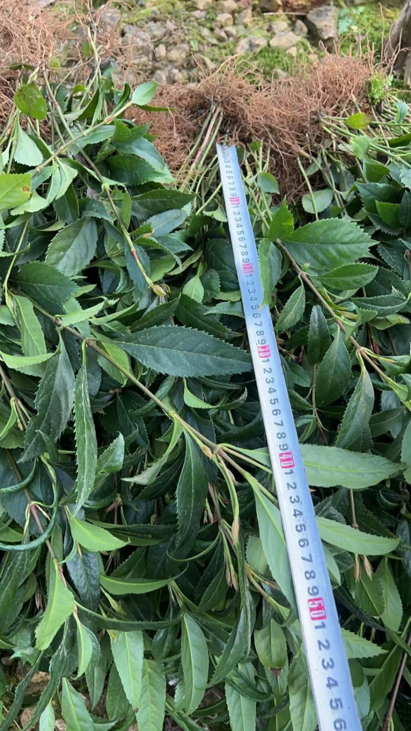 籽育草珊瑚苗